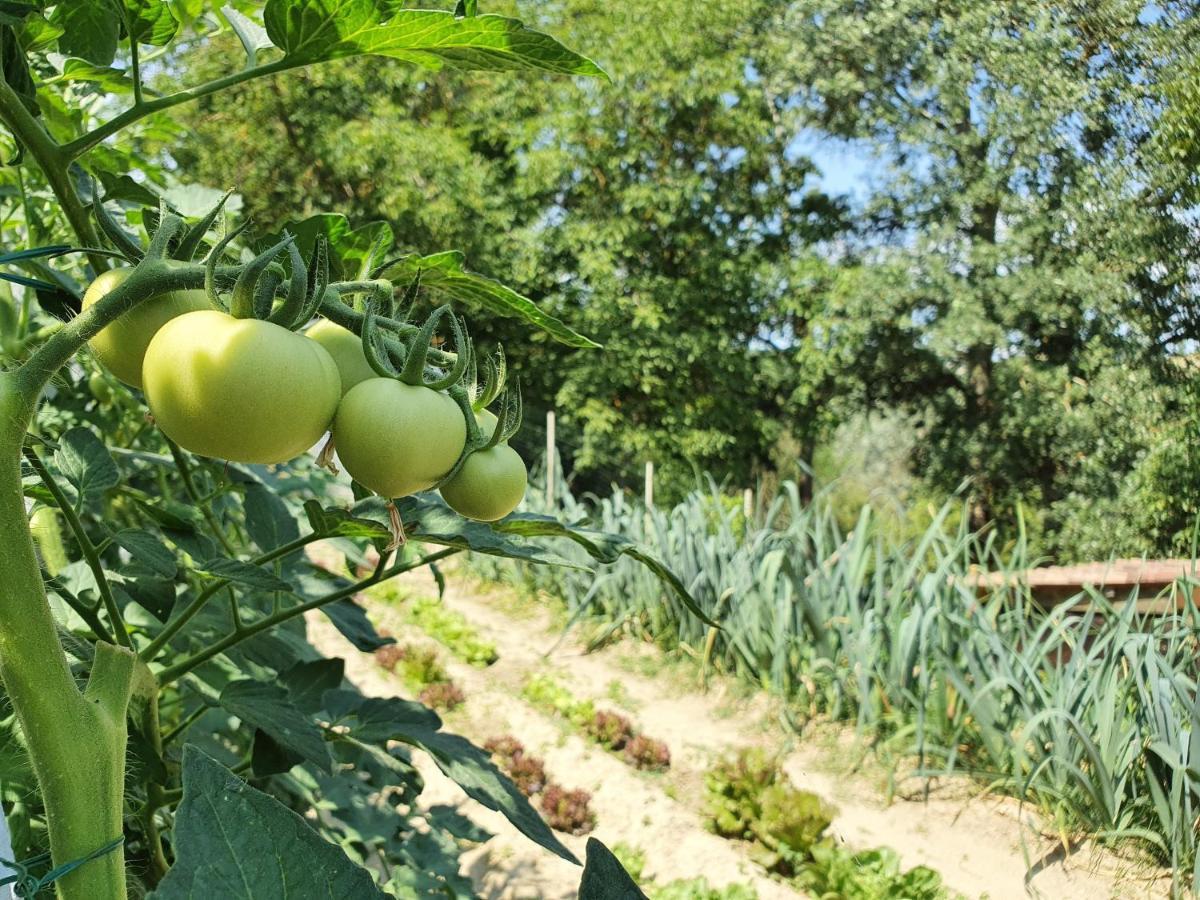 Agriturismo Il Burlino Apartments Lerma 외부 사진